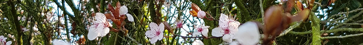 Pascaline-Lumbroso-me-connaitre-cerisier-150px